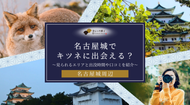 名古屋城でキツネに出会える？見られるエリアと出没時間や口コミを紹介